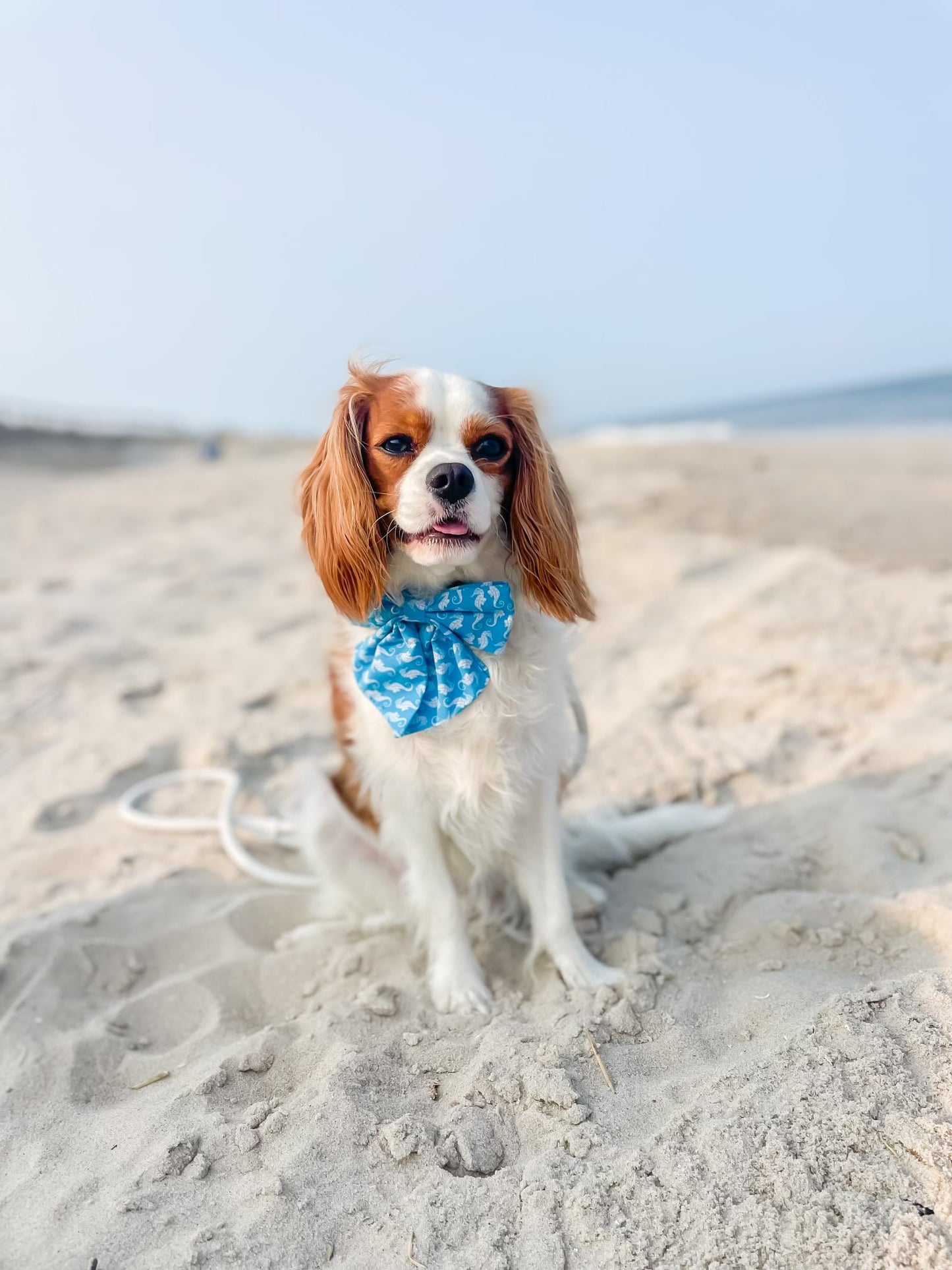 The Doggie Collar - Maui
