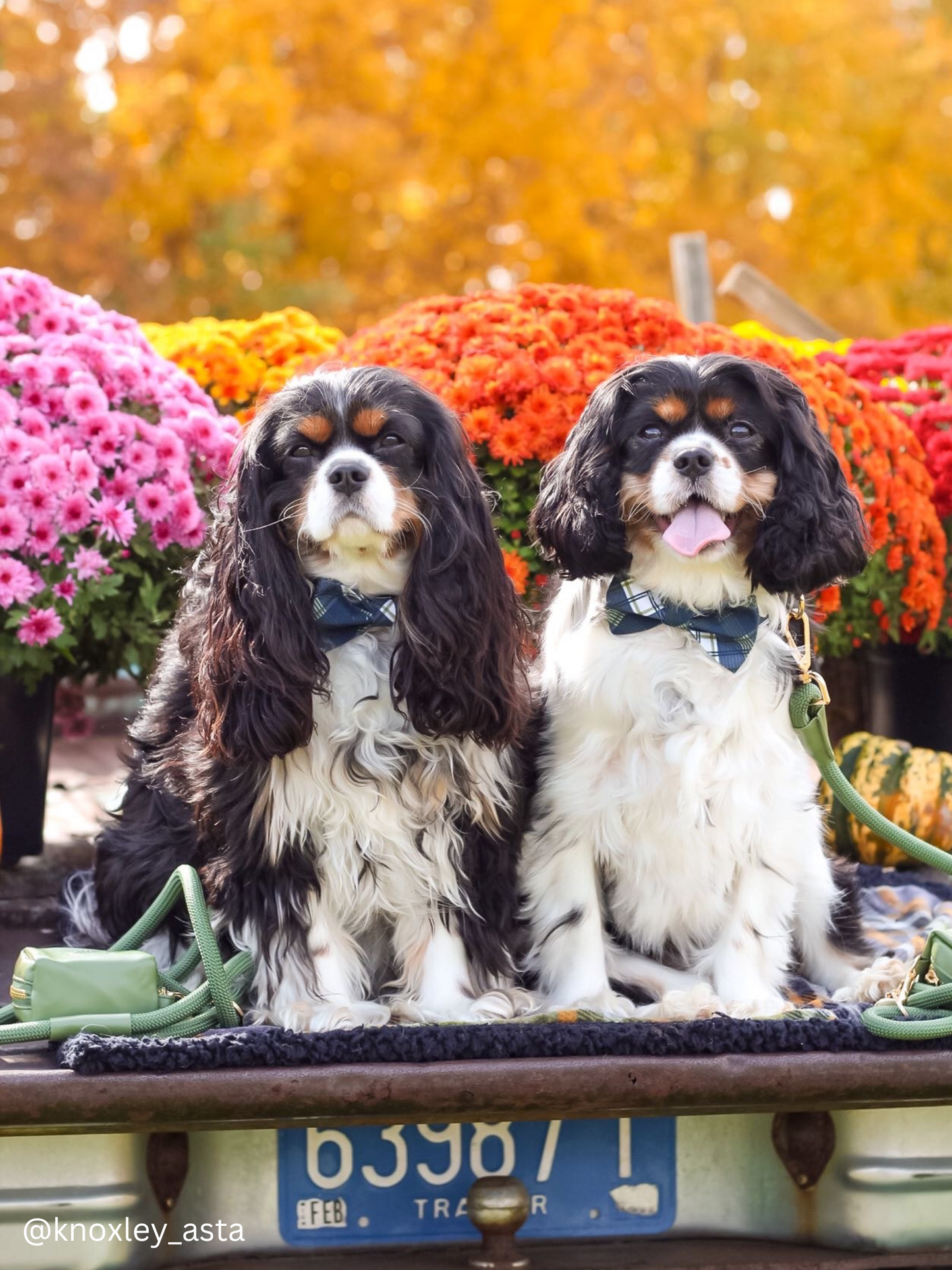 The Doggie Collar - TriBeCa