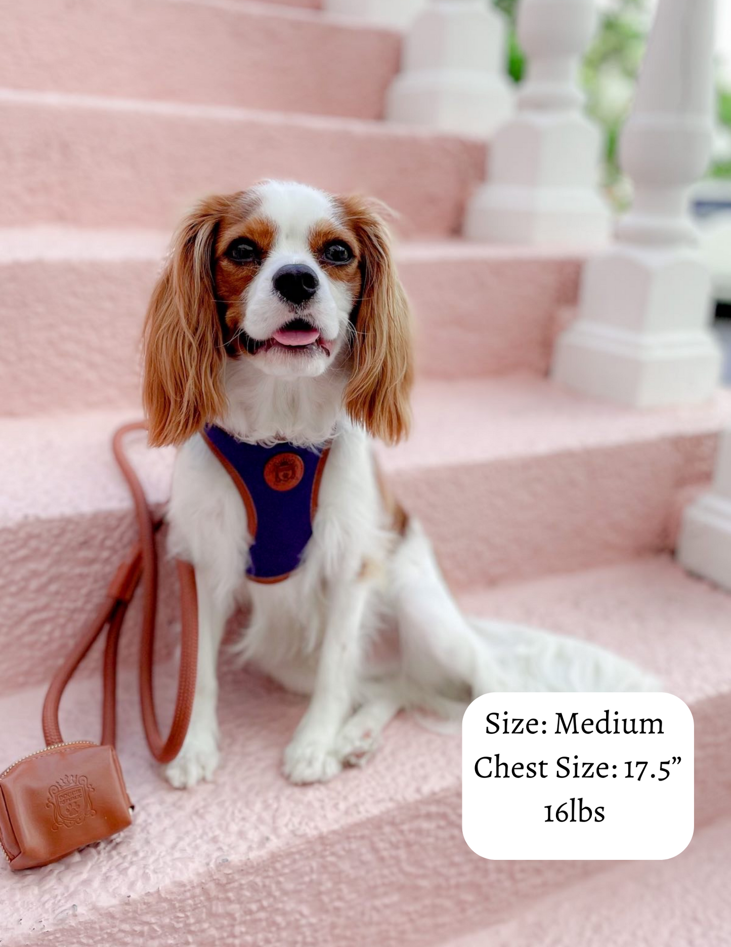 The Classic Harness - Sapphire