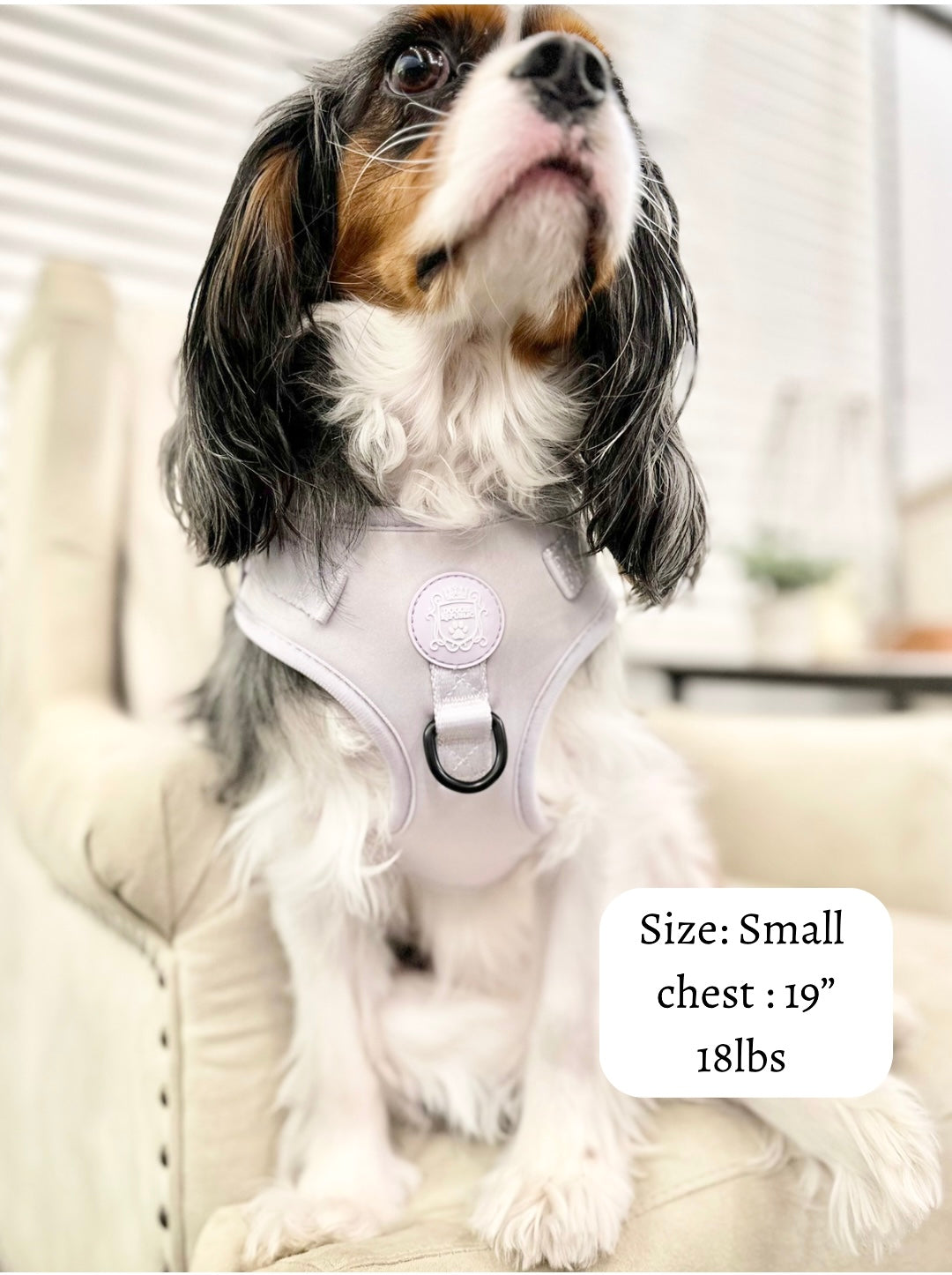 Doggie Sport Harness - I Lilac You A Lot