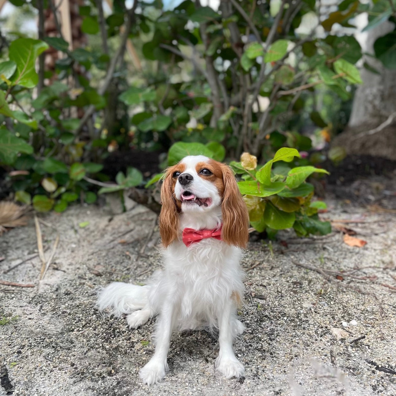 The Doggie Bow Tie - Bahama