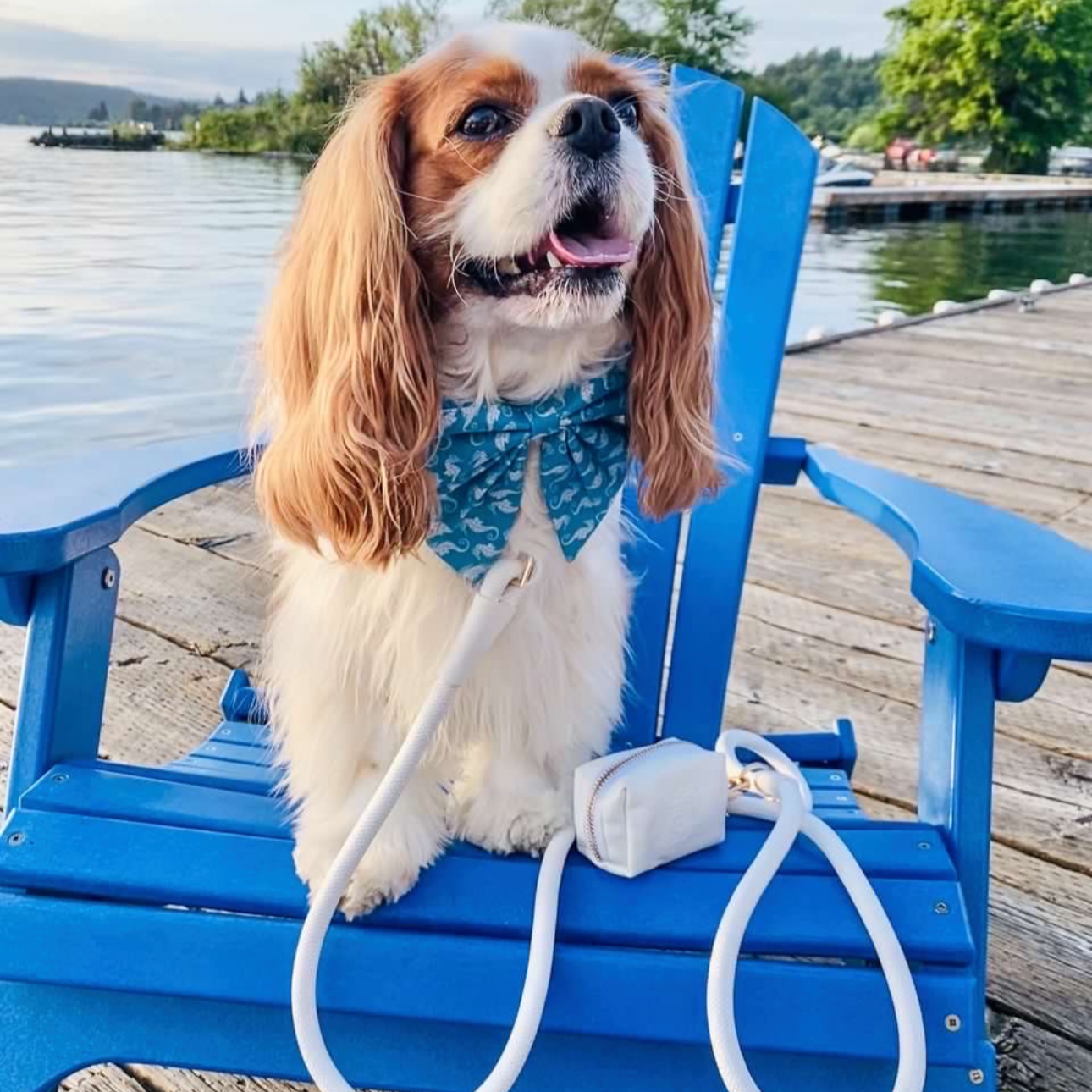 The Party Bow - Maui