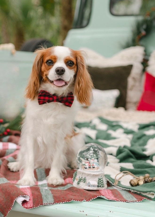 The Doggie Bow Tie - Aspen