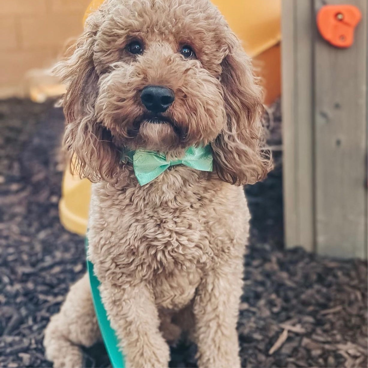 The Everyday Tuxedo Collar - Aqua Mint (Gold Hardware)