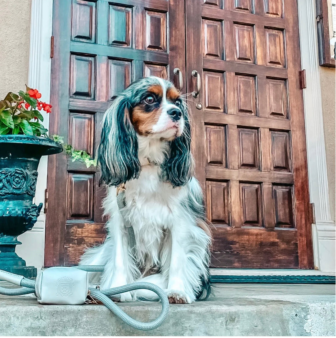 The Classic Leash - Chrome (Gold Hardware)
