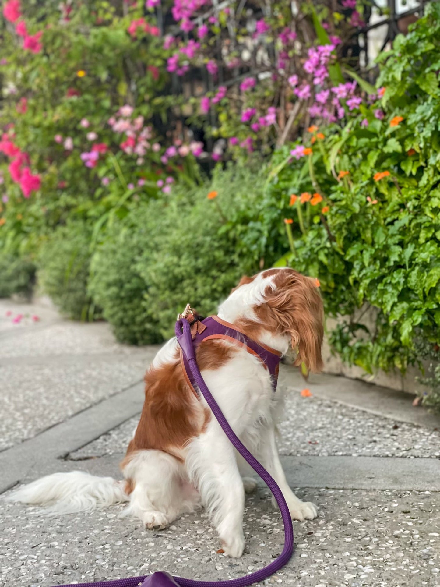 The Classic Harness - Fig