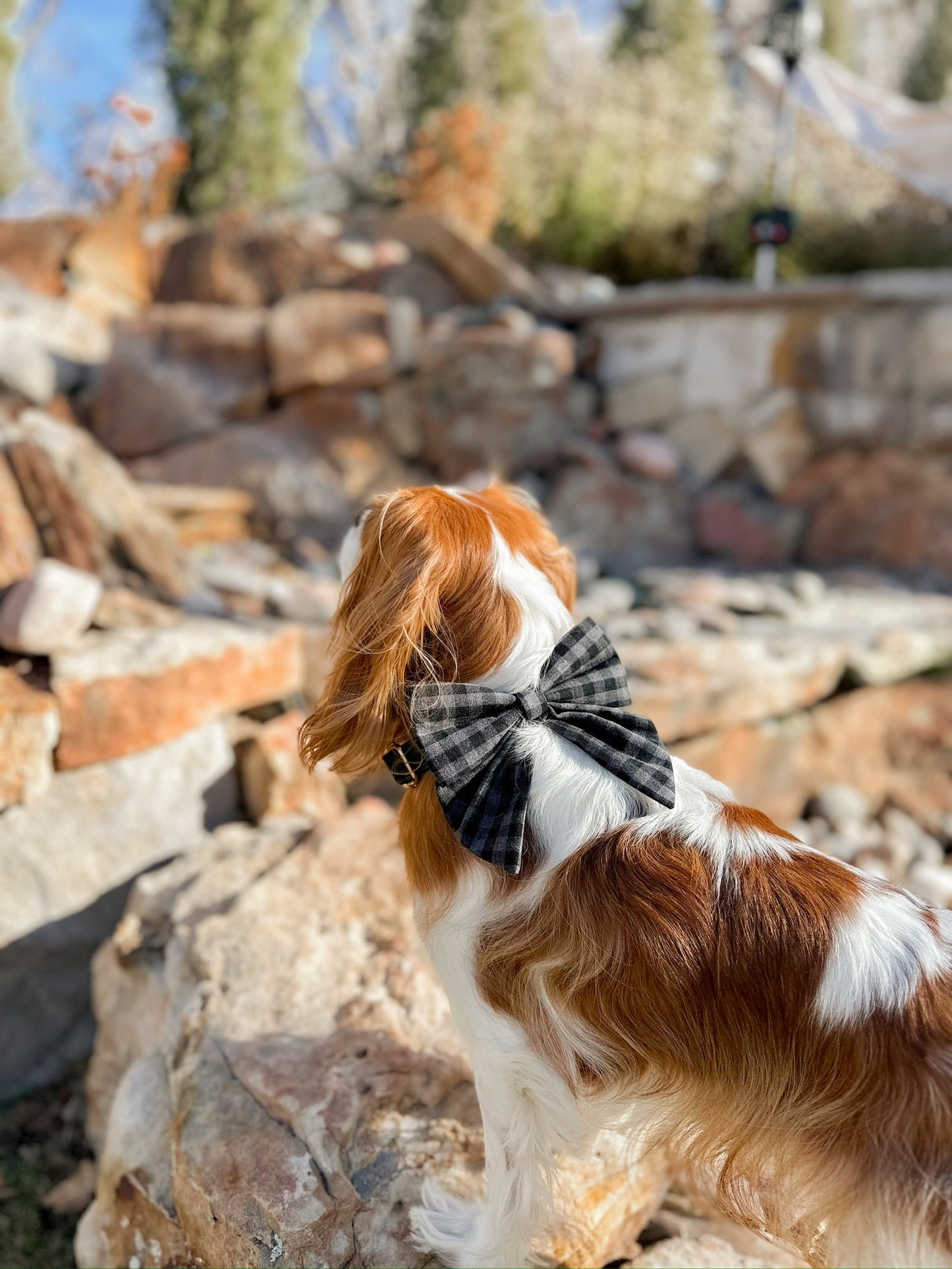 The Doggie Collar - Denver