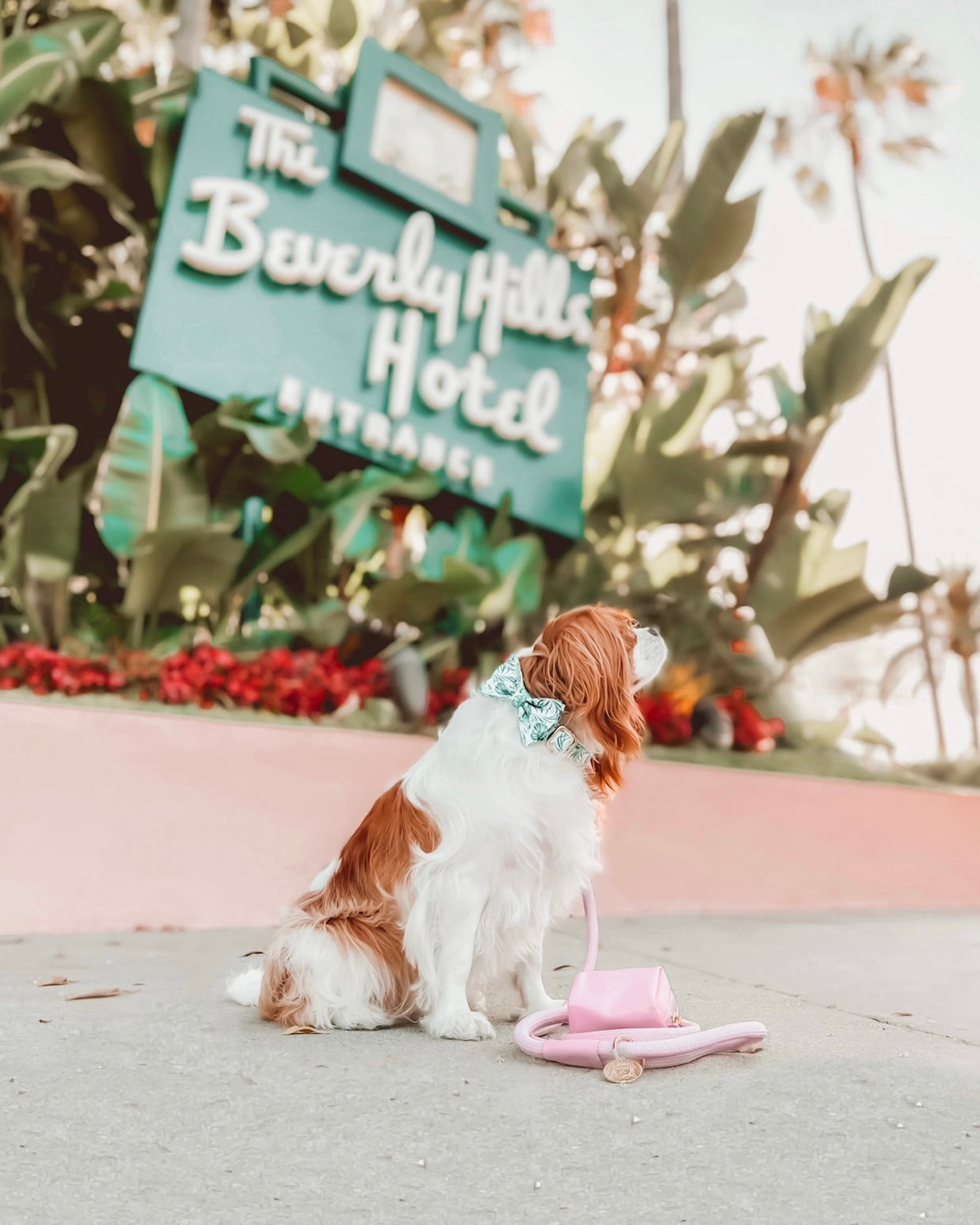 The Doggie Collar - Fiji