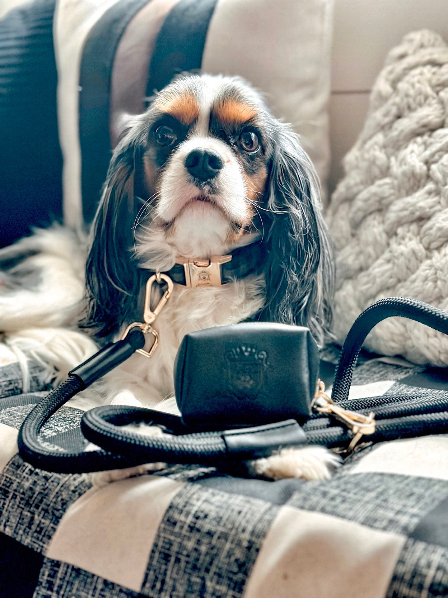 The Doggie Collar - Denver