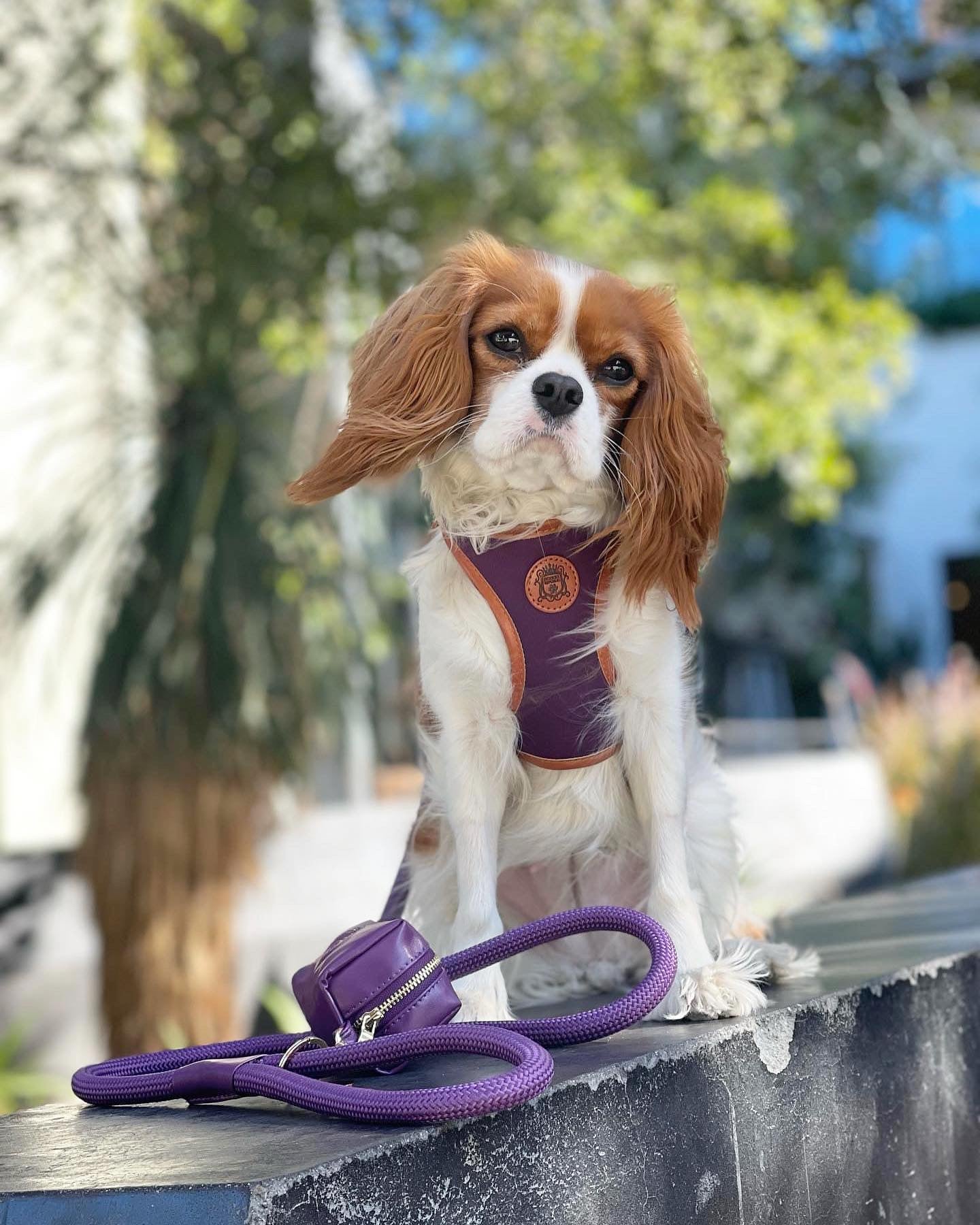 The Classic Leash - Eggplant