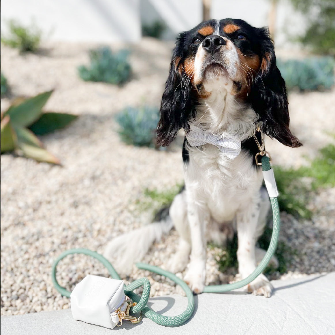 The Doggie Bow Tie - Madagascar