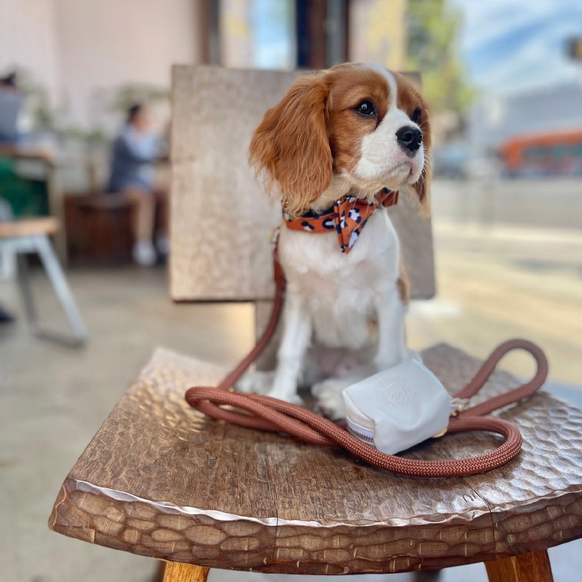 The Doggie Bow Tie - Thailand