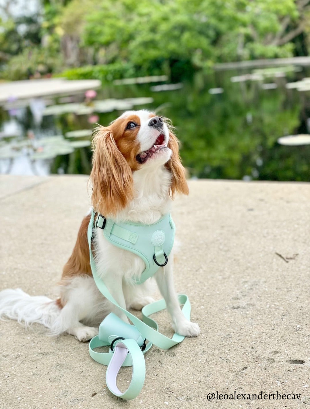 Doggie Sport Waste Bag Holder - Mint to Be