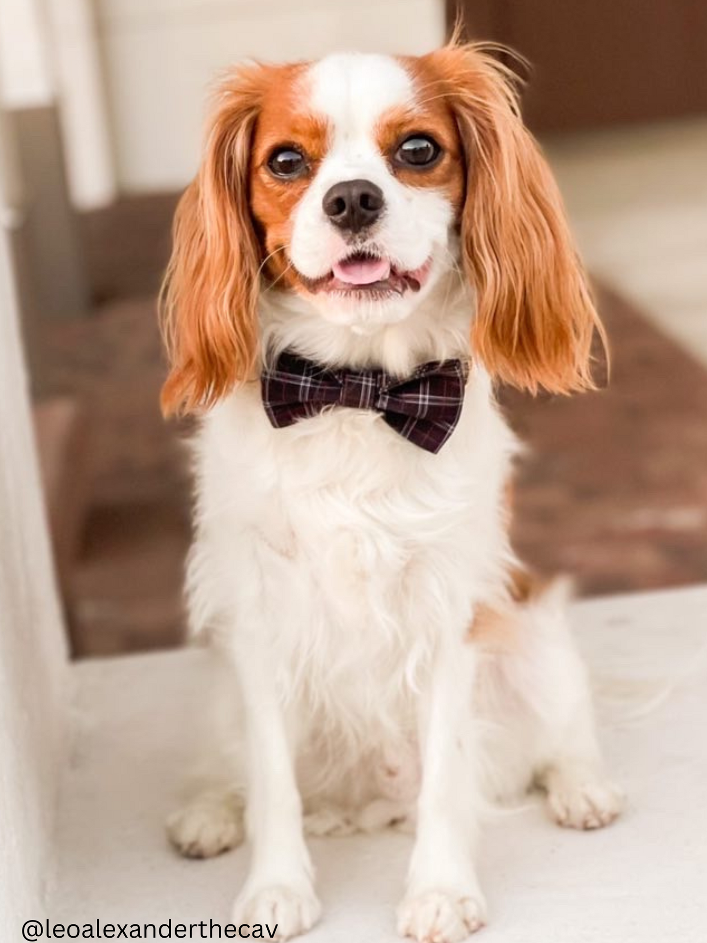 The Doggie Bow Tie - Manhattan