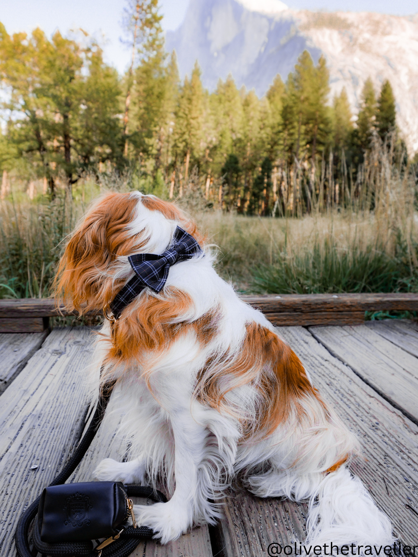 The Doggie Bow Tie - Manhattan