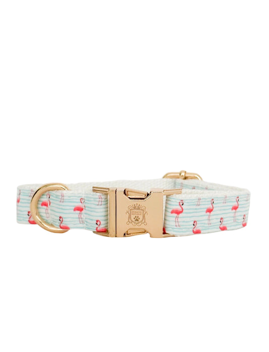 The Doggie Collar - Aruba